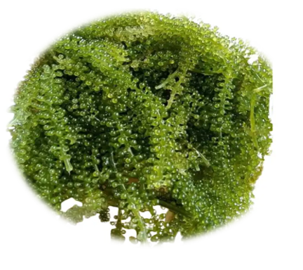 FRESH GREEN CAVIAR Quality good Packaging Details 25kg/bag - Image 1